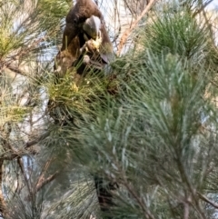 Calyptorhynchus lathami at Penrose, NSW - 30 May 2023