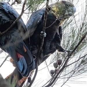 Calyptorhynchus lathami lathami at Penrose, NSW - suppressed