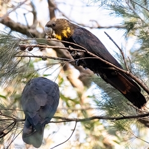 Calyptorhynchus lathami lathami at Penrose, NSW - 30 May 2023