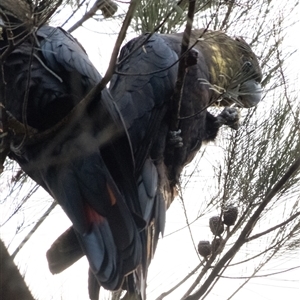 Calyptorhynchus lathami lathami at Penrose, NSW - suppressed