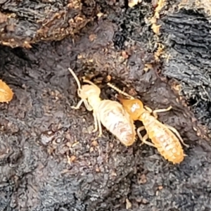 Nasutitermes sp. (genus) at Wombeyan Caves, NSW - suppressed