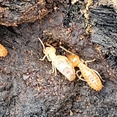 Nasutitermes sp. (genus) (Snouted termite, Gluegun termite) at Wombeyan Caves, NSW - 31 May 2023 by trevorpreston