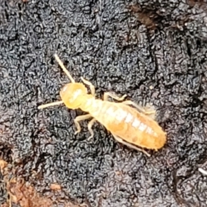 Nasutitermes sp. (genus) at Wombeyan Caves, NSW - suppressed