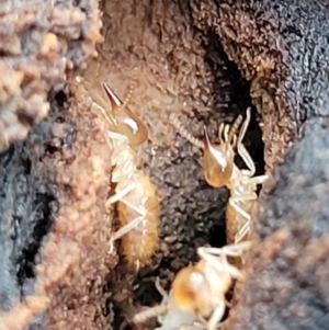 Nasutitermes sp. (genus) at Wombeyan Caves, NSW - 31 May 2023