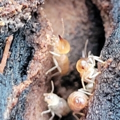 Nasutitermes sp. (genus) at Wombeyan Caves, NSW - suppressed