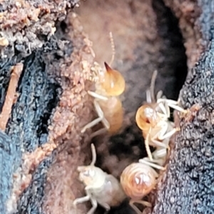 Nasutitermes sp. (genus) at Wombeyan Caves, NSW - 31 May 2023