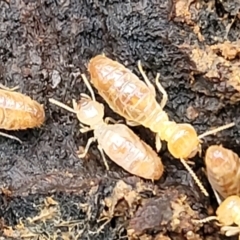 Nasutitermes sp. (genus) at Wombeyan Caves, NSW - suppressed