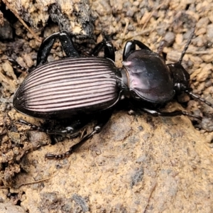 Cardiothorax sp. (genus) at Wombeyan Caves, NSW - 31 May 2023 11:17 AM