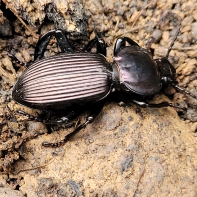 Cardiothorax sp. (genus) (Darkling Beetle) at Wombeyan Caves, NSW - 31 May 2023 by trevorpreston