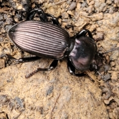 Cardiothorax sp. (genus) at Wombeyan Caves, NSW - 31 May 2023 11:17 AM