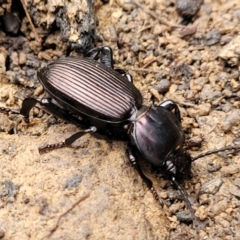 Cardiothorax sp. (genus) at Wombeyan Caves, NSW - 31 May 2023 11:17 AM