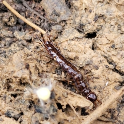 Lithobiomorpha (order) (Unidentified stone centipede) at Wombeyan Caves, NSW - 31 May 2023 by trevorpreston