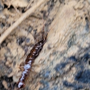 Lithobiomorpha (order) at Wombeyan Caves, NSW - 31 May 2023 11:16 AM