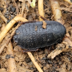 Molytria perplexa at Wombeyan Caves, NSW - 31 May 2023 11:16 AM