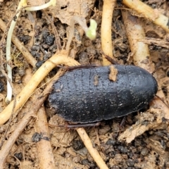 Molytria perplexa at Wombeyan Caves, NSW - 31 May 2023