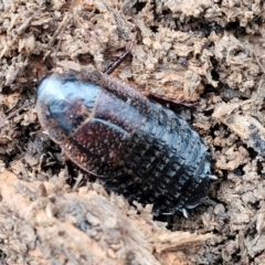 Molytria perplexa (Bark Cockroach) at Wombeyan Caves, NSW - 31 May 2023 by trevorpreston