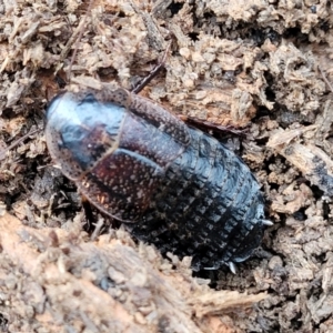 Molytria perplexa at Wombeyan Caves, NSW - 31 May 2023