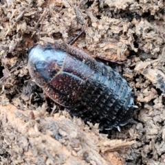 Molytria perplexa at Wombeyan Caves, NSW - 31 May 2023 11:16 AM