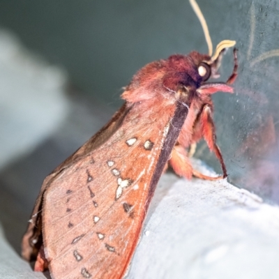 Oxycanus antipoda (Late Oxycanus) at Penrose, NSW - 30 May 2023 by Aussiegall