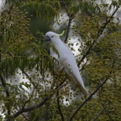 Cacatua galerita (Sulphur-crested Cockatoo) at Monash, ACT - 31 May 2023 by RodDeb