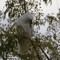 Cacatua galerita at Monash, ACT - 31 May 2023