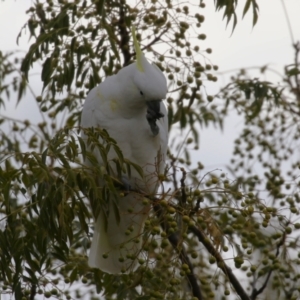 Cacatua galerita at Monash, ACT - 31 May 2023