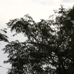 Cacatua galerita at Monash, ACT - 31 May 2023