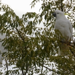 Cacatua galerita at Monash, ACT - 31 May 2023 02:00 PM