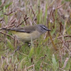 Acanthiza chrysorrhoa (Yellow-rumped Thornbill) at Tuggeranong Creek to Monash Grassland - 31 May 2023 by RodDeb