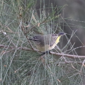 Acanthiza chrysorrhoa at Monash, ACT - 31 May 2023