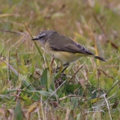 Acanthiza chrysorrhoa at Monash, ACT - 31 May 2023