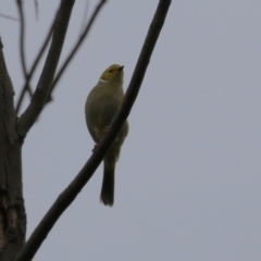 Ptilotula penicillata (White-plumed Honeyeater) at Isabella Pond - 31 May 2023 by RodDeb