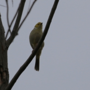 Ptilotula penicillata at Monash, ACT - 31 May 2023