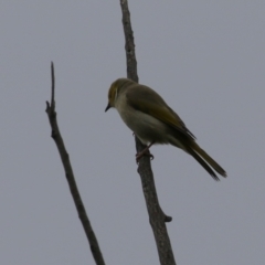 Ptilotula penicillata at Monash, ACT - 31 May 2023