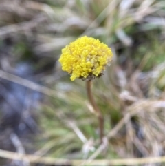 Craspedia sp. (Billy Buttons) at Namadgi National Park - 31 May 2023 by AJB