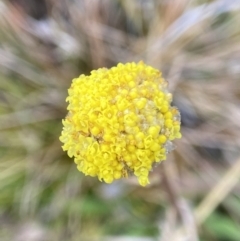 Craspedia sp. at Rendezvous Creek, ACT - suppressed