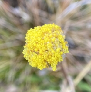 Craspedia sp. at Rendezvous Creek, ACT - 31 May 2023