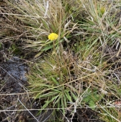 Craspedia sp. at Rendezvous Creek, ACT - suppressed