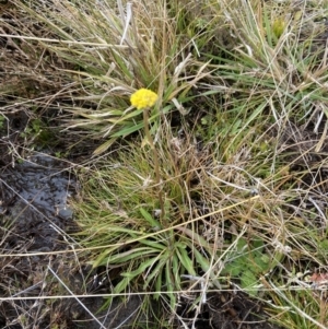 Craspedia sp. at Rendezvous Creek, ACT - 31 May 2023