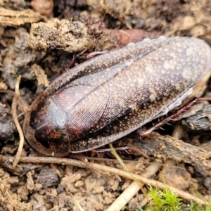 Molytria perplexa at Wombeyan Caves, NSW - 31 May 2023