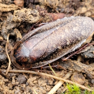 Molytria perplexa (Bark Cockroach) at Wombeyan Caves, NSW - 31 May 2023 by trevorpreston