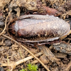 Molytria perplexa at Wombeyan Caves, NSW - 31 May 2023