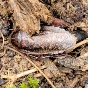 Molytria perplexa at Wombeyan Caves, NSW - 31 May 2023