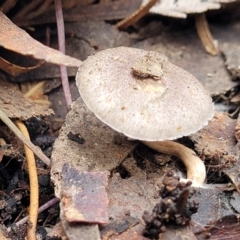 Unidentified Cap on a stem; gills below cap [mushrooms or mushroom-like] at Wombeyan Caves, NSW - 31 May 2023 by trevorpreston