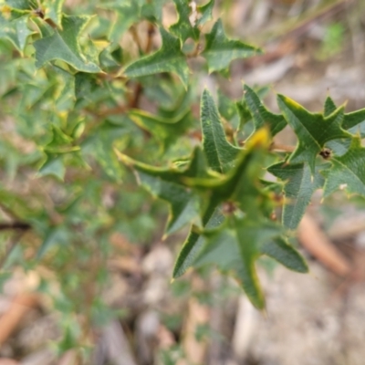 Podolobium ilicifolium (prickly shaggy-pea) at Wombeyan Caves, NSW - 31 May 2023 by trevorpreston