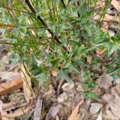 Podolobium ilicifolium at Wombeyan Caves, NSW - 31 May 2023 11:07 AM