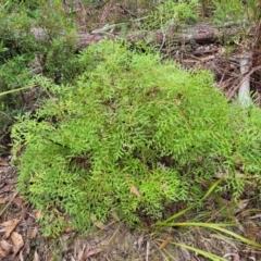 Lomatia silaifolia (Crinkle Bush, Fern-leaved Lomatia, Parsley Bush) at Wombeyan Caves, NSW - 31 May 2023 by trevorpreston