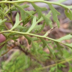 Lomatia silaifolia at Wombeyan Caves, NSW - 31 May 2023 11:00 AM