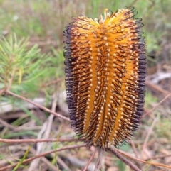 Banksia spinulosa (Hairpin Banksia) at Wombeyan Caves, NSW - 31 May 2023 by trevorpreston
