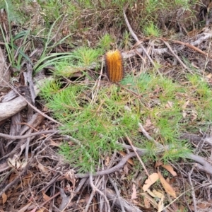 Banksia spinulosa at Wombeyan Caves, NSW - 31 May 2023
